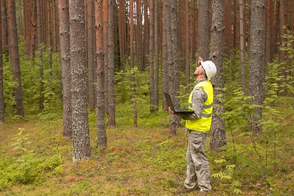 ¿Qué precauciones se deben tener en un proyecto de repoblación forestal?