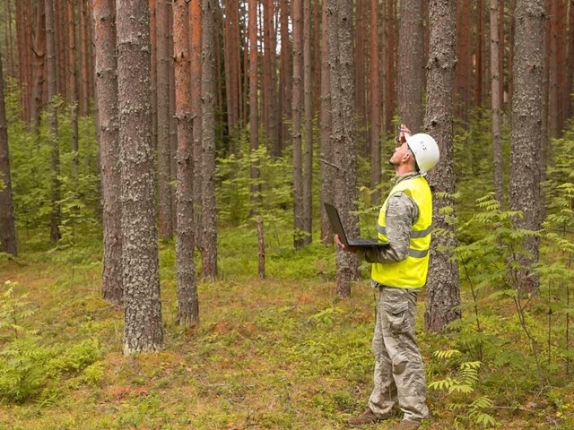 ¿Qué precauciones se deben tener en un proyecto de repoblación forestal?